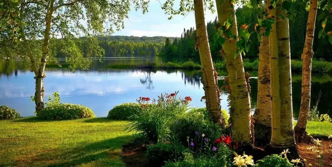 Co posadzić na podmokłym terenie, aby uniknąć problemów z wilgocią?