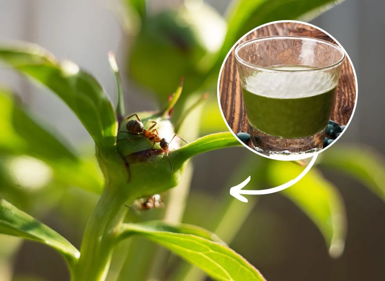 Skuteczne sposoby na pozbycie się mrówek na działce bez chemii