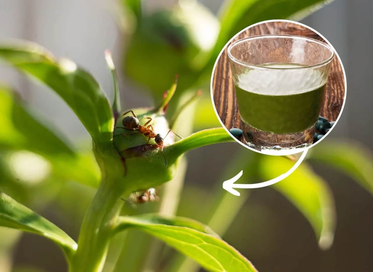 Skuteczne sposoby na pozbycie się mrówek na działce bez chemii