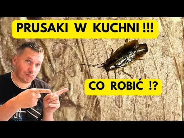 Jak pozbyć się prusaków w bloku – skuteczne metody i porady