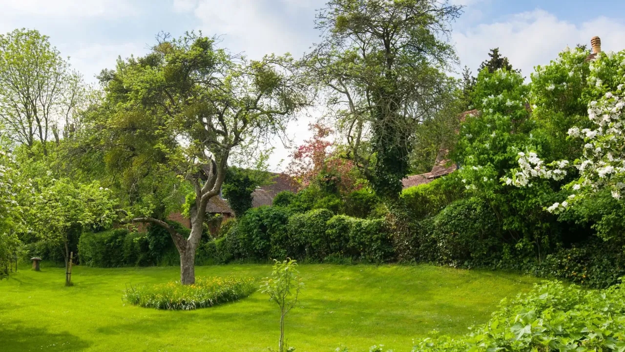 Jakie drzewa posadzić na działce, aby uniknąć błędów w ogrodzie?